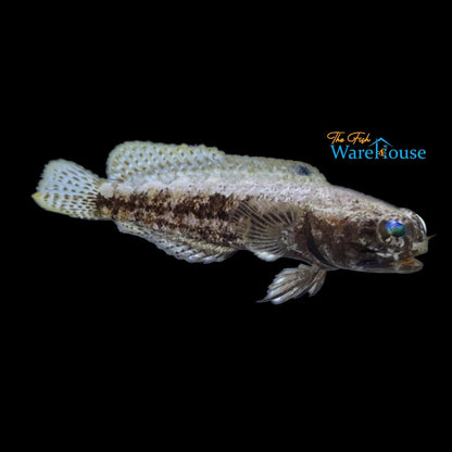 Dusky Jawfish (Opistognathus whitehursti)