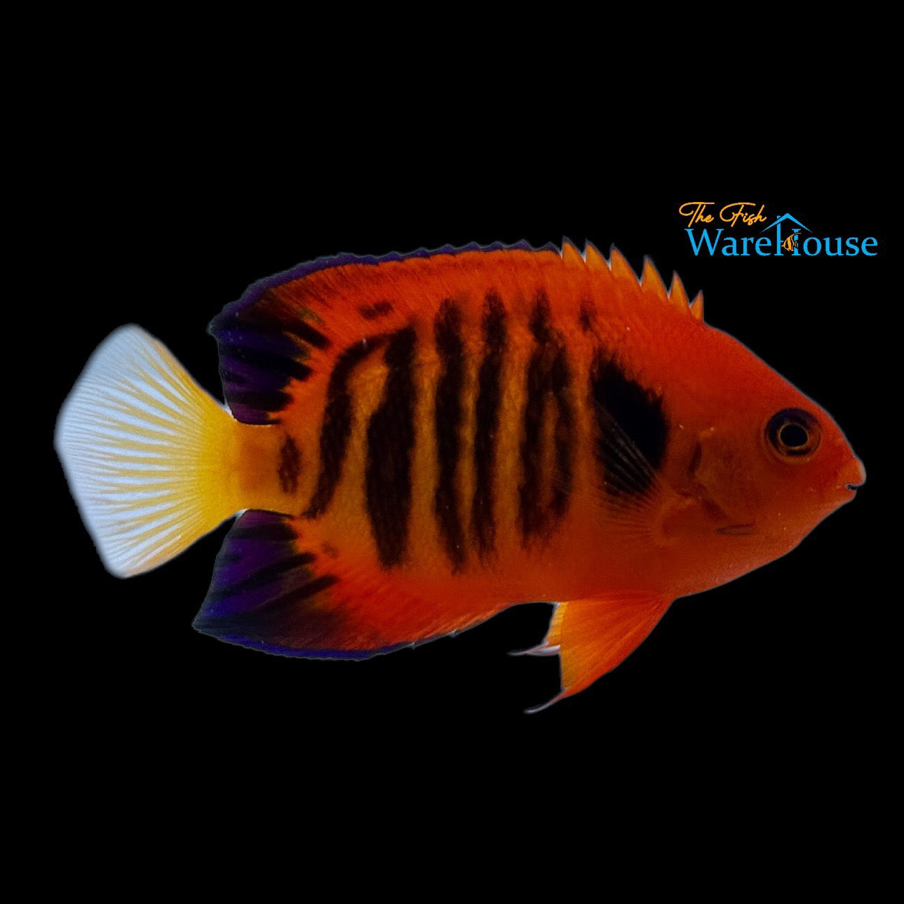 Flame Angelfish 'Tiger Stripe' (Centropyge loricula)