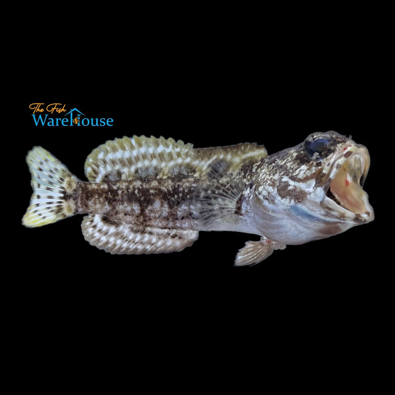 Dusky Jawfish (Opistognathus whitehursti)