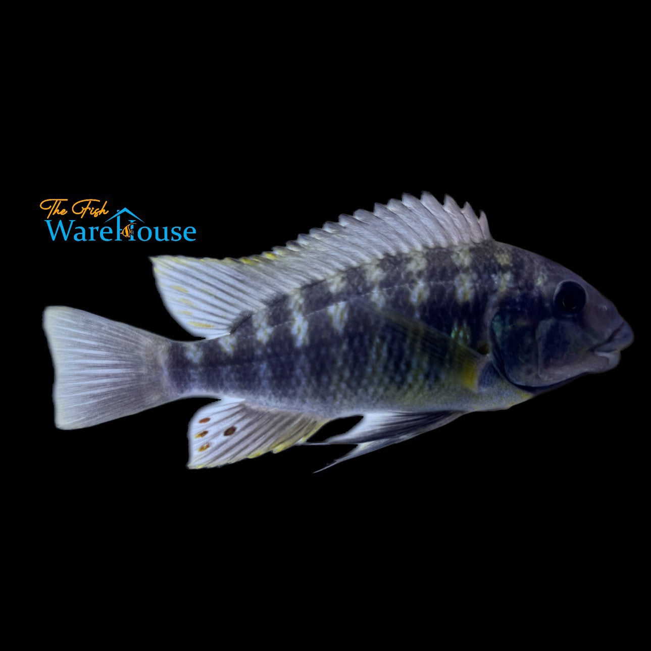 Petrochromis Famula