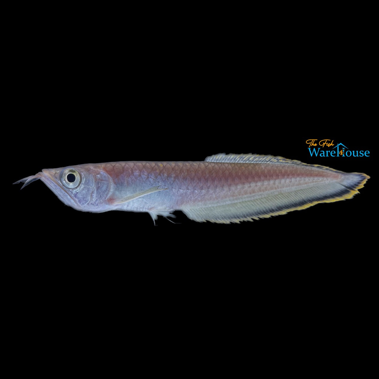 Black Arowana (Osteoglossum ferreirai)