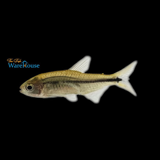 Altipinnis Tetra (Erythrocharax altipinnis)