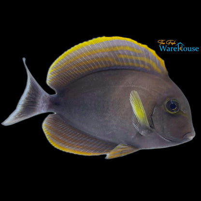 Dussumieri Tang (Acanthurus dussumieri)