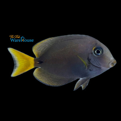 Dussumieri Tang (Acanthurus dussumieri)