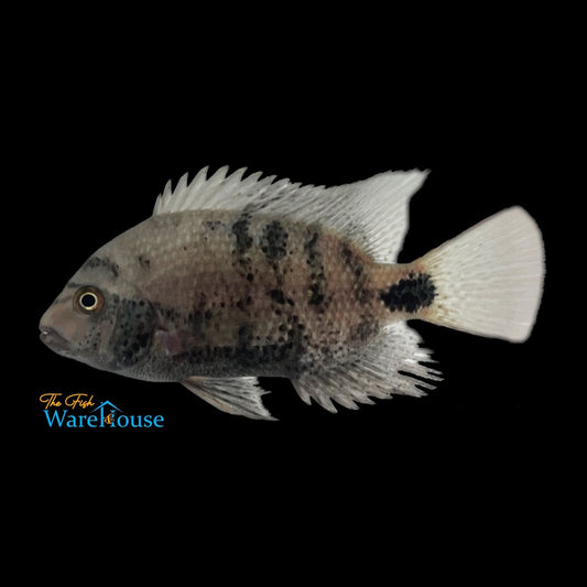 Black Belt Cichlid (Vieja maculicauda)