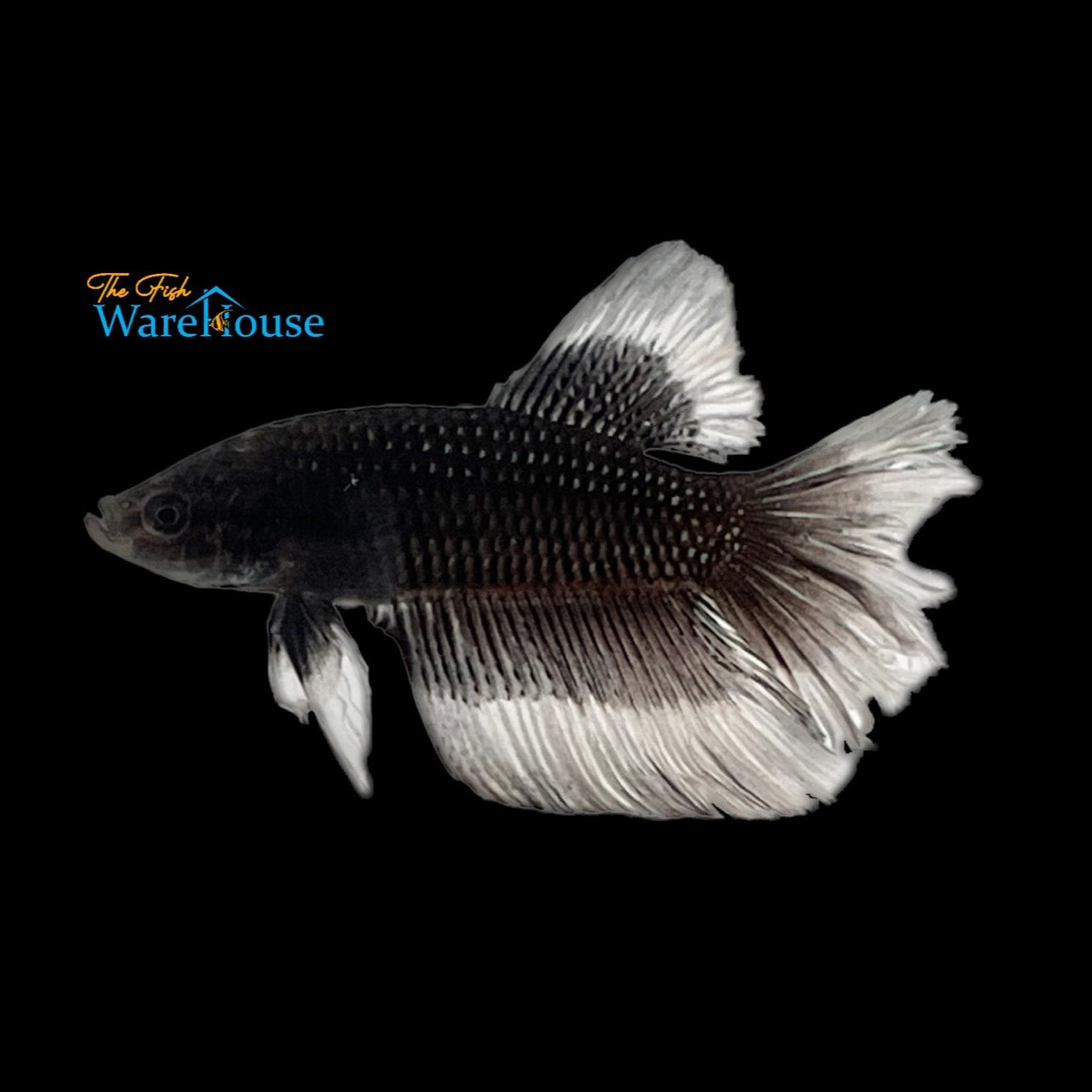 Black Butterfly Halfmoon Betta - Male (Betta splendens)