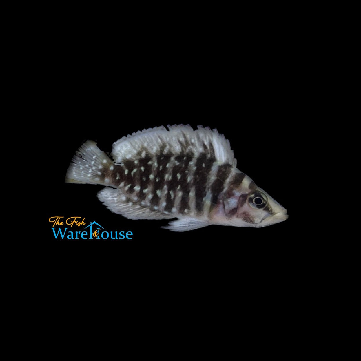 Black Calvus Cichlid (Altolamprologus calvus)