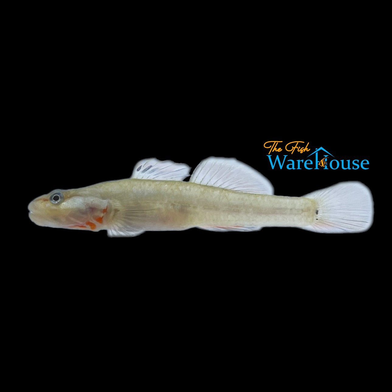 White Cheek Goby (Rhinogobius duospilus)