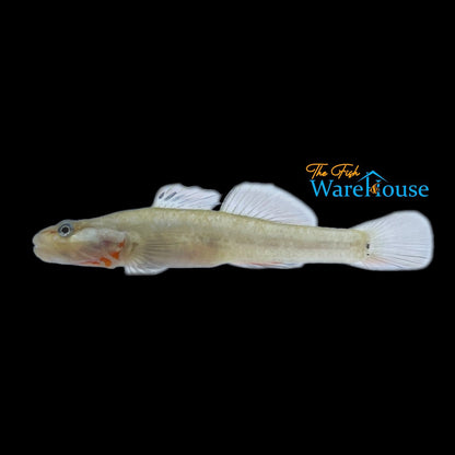 White Cheek Goby (Rhinogobius duospilus)