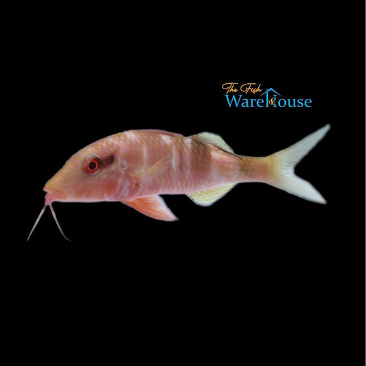 Crimson Manybar Goatfish (Parupeneus multifasciatus)