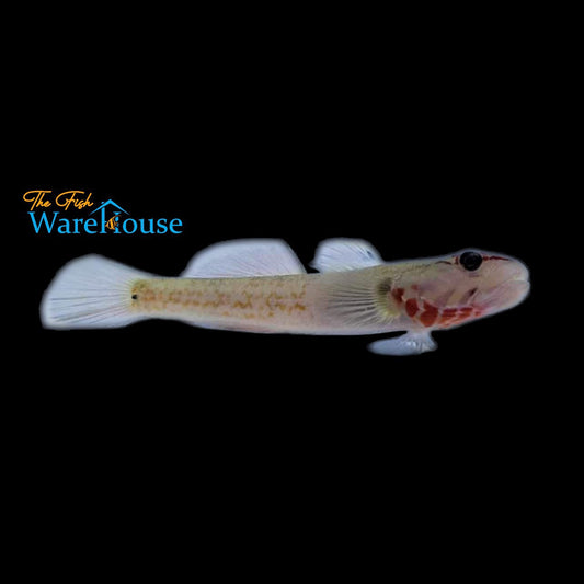 White Cheek Goby (Rhinogobius duospilus)