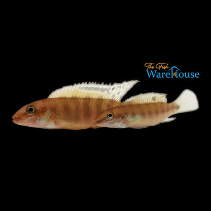 Kolente Rainbow Kribensis (Pelvicachromis signatus)