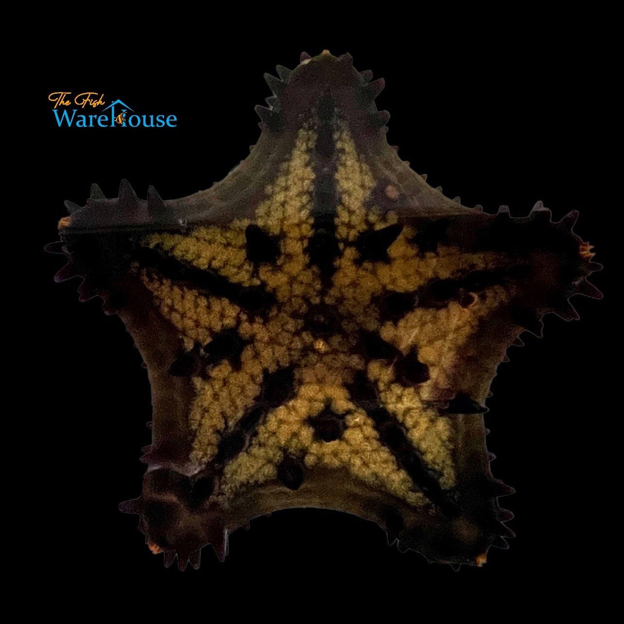 Black Chip Starfish (Nidorellia armata)