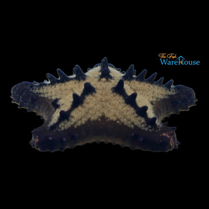 Black Chip Starfish (Nidorellia armata)