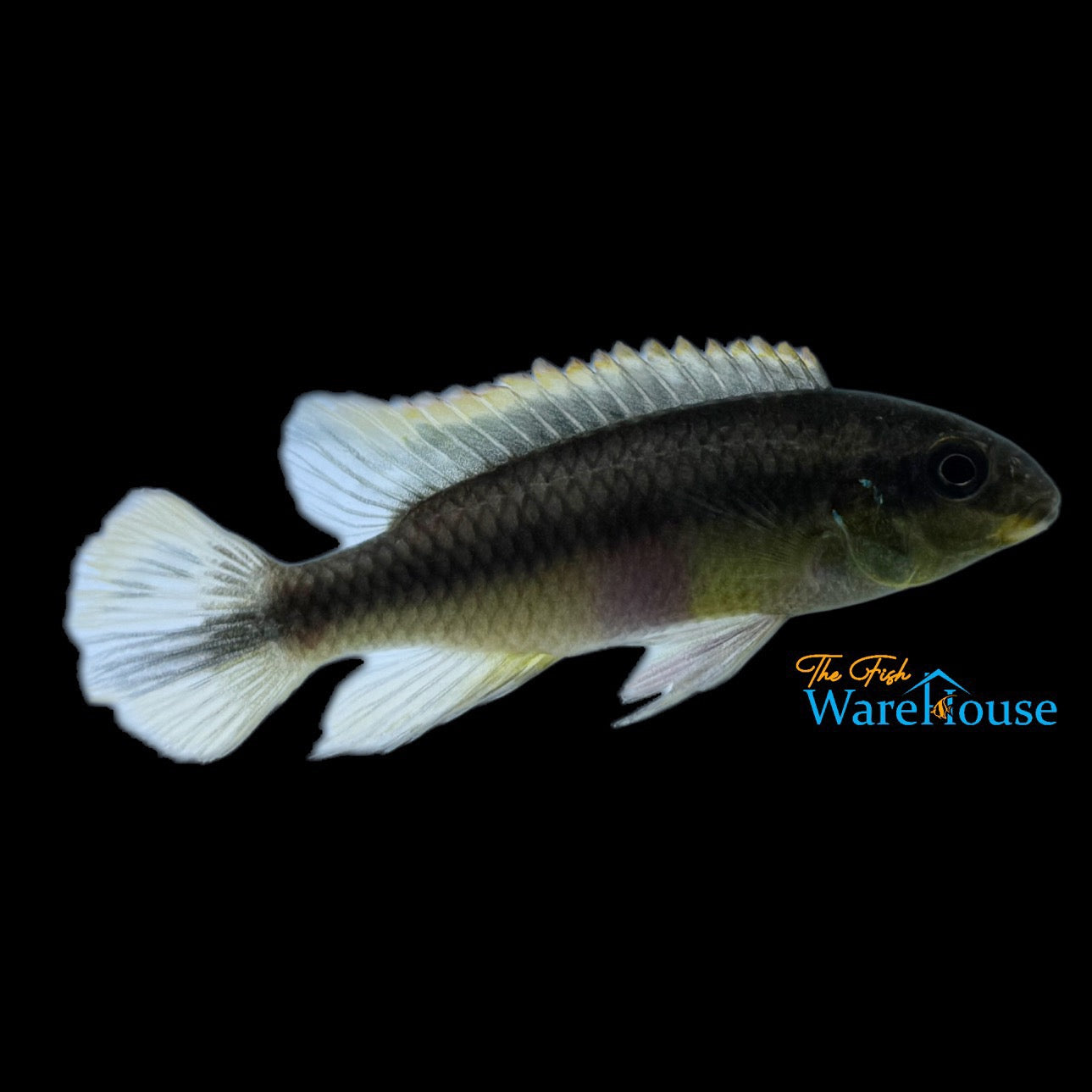 Ndonga Giant Kribensis (Pelvicachromis pulcher 'Ndonga')