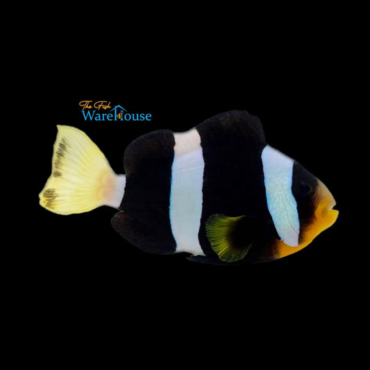 Black Clarkii Clownfish - Wild (Amphiprion clarkii)
