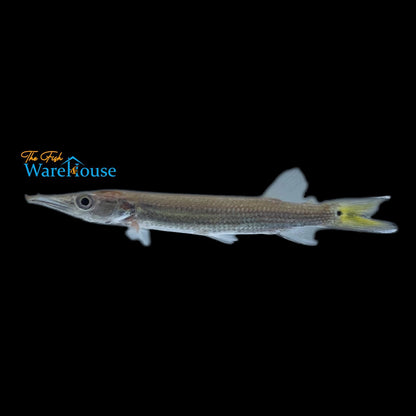 Rocket Gar (Ctenolucius hujeta)