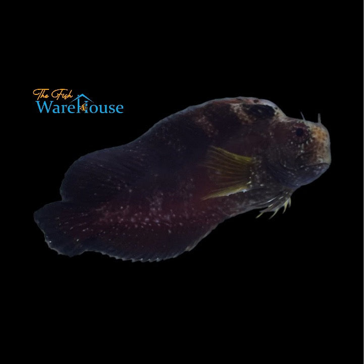 Black Combtooth Blenny (Ecsenius namiyei)