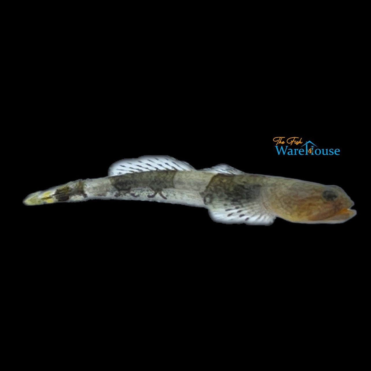 Dwarf Dragon Goby (Schismatogobius ampluvinculus)