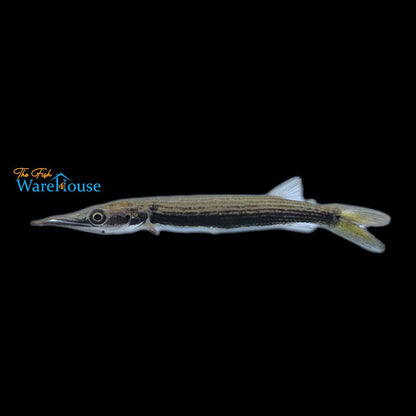 Rocket Gar (Ctenolucius hujeta)