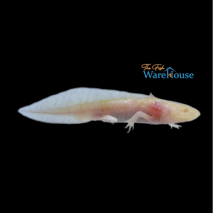 Speckled Albino Axolotl (Ambystoma mexicanum)