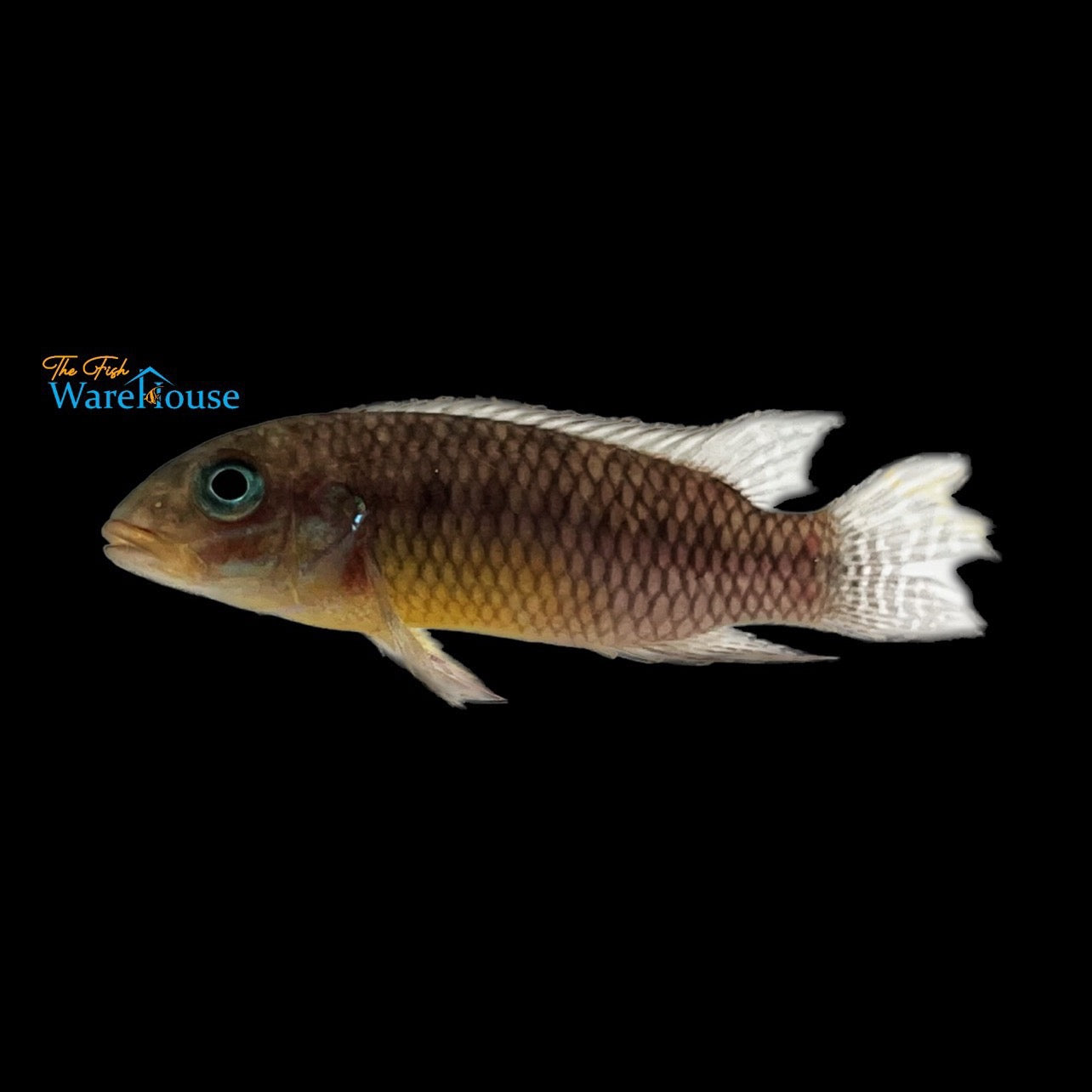 Ndonga Kribensis (Pelvicachromis kribensis 'Ndonga')