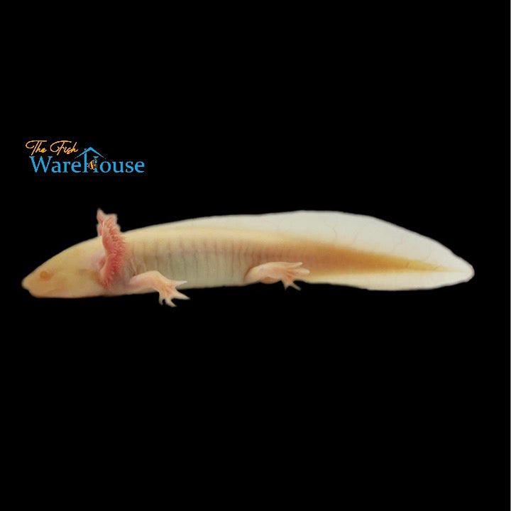 GFP Albino Axolotl (Ambystoma mexicanum)