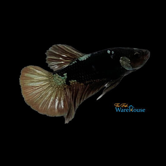 Black Copper Plakat Betta - Male (Betta splendens)