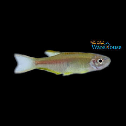 Glowlight Danio (Celestichthys choprae)