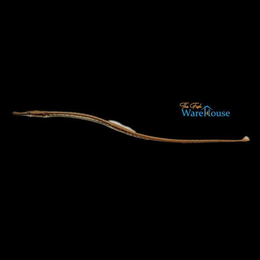 Dwarf Freshwater Pipefish (Doryichthys deokhatoides)