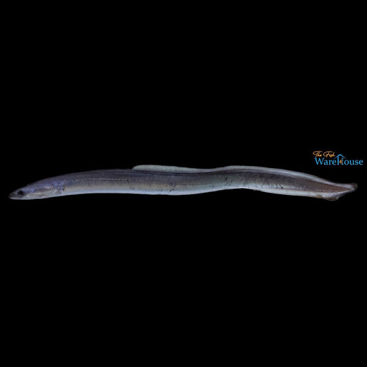 American Eel (Anguilla rostrata)