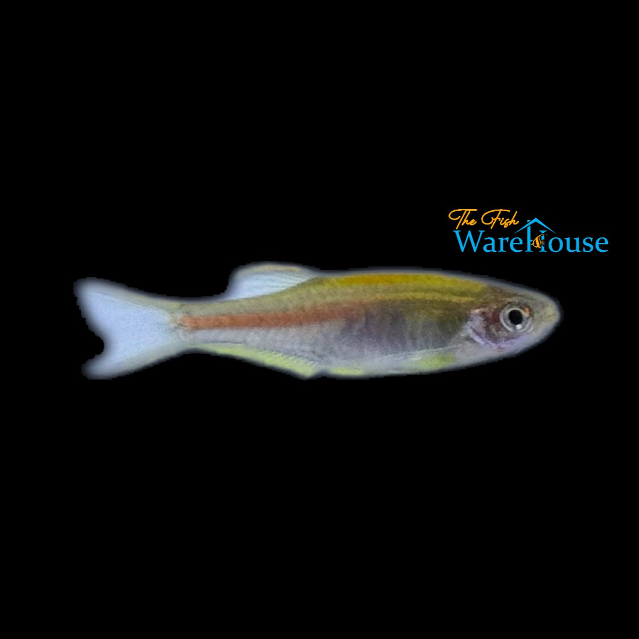 Glowlight Danio (Celestichthys choprae)