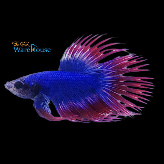 American Flag Crowntail Betta - Male (Betta splendens)