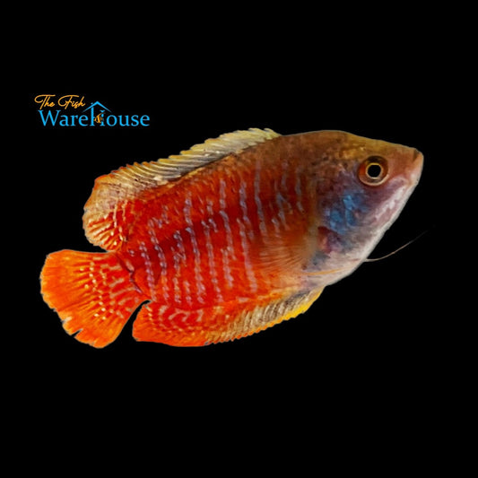 Dwarf Gourami - Male (Trichogaster lalius)