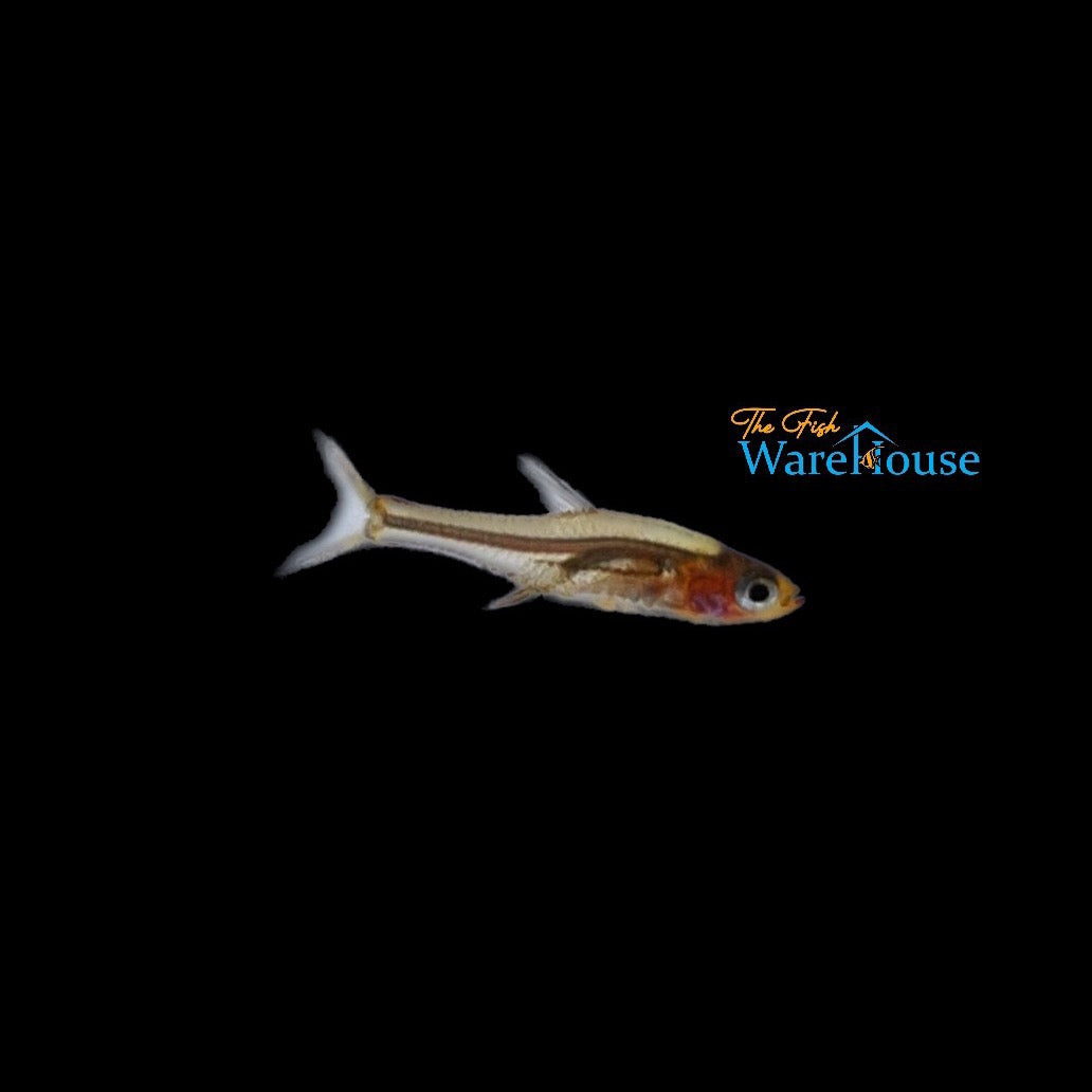 Neon Red Rasbora (Sundadanio rubellus)