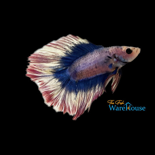 American Flag Full Moon Betta - Male (Betta splendens)