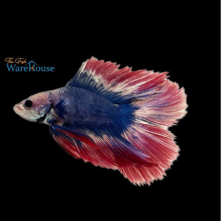 American Flag Full Moon Betta - Male (Betta splendens)