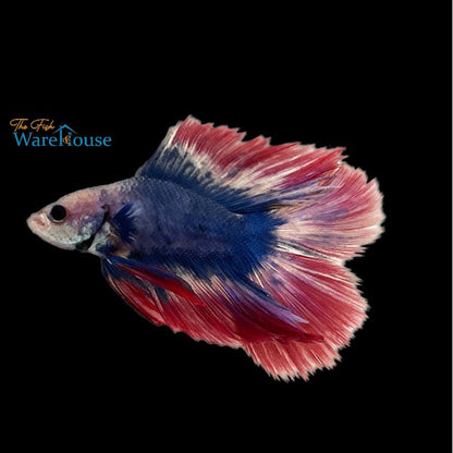 American Flag Full Moon Betta - Male (Betta splendens)