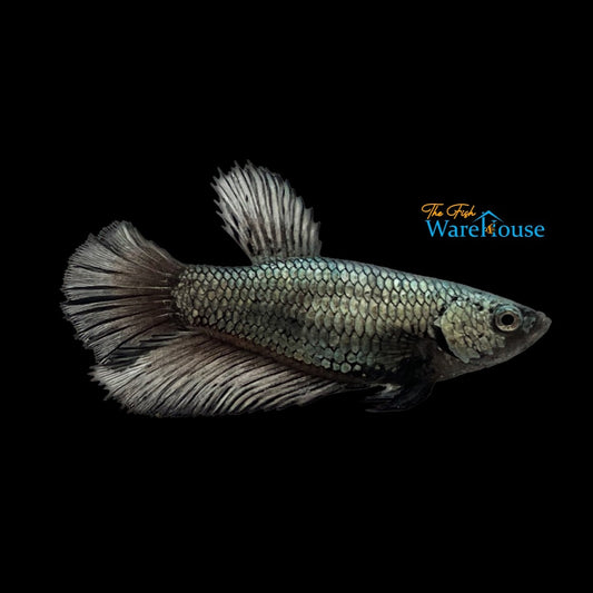 Black Dragon Halfmoon Betta - Female (Betta splendens)