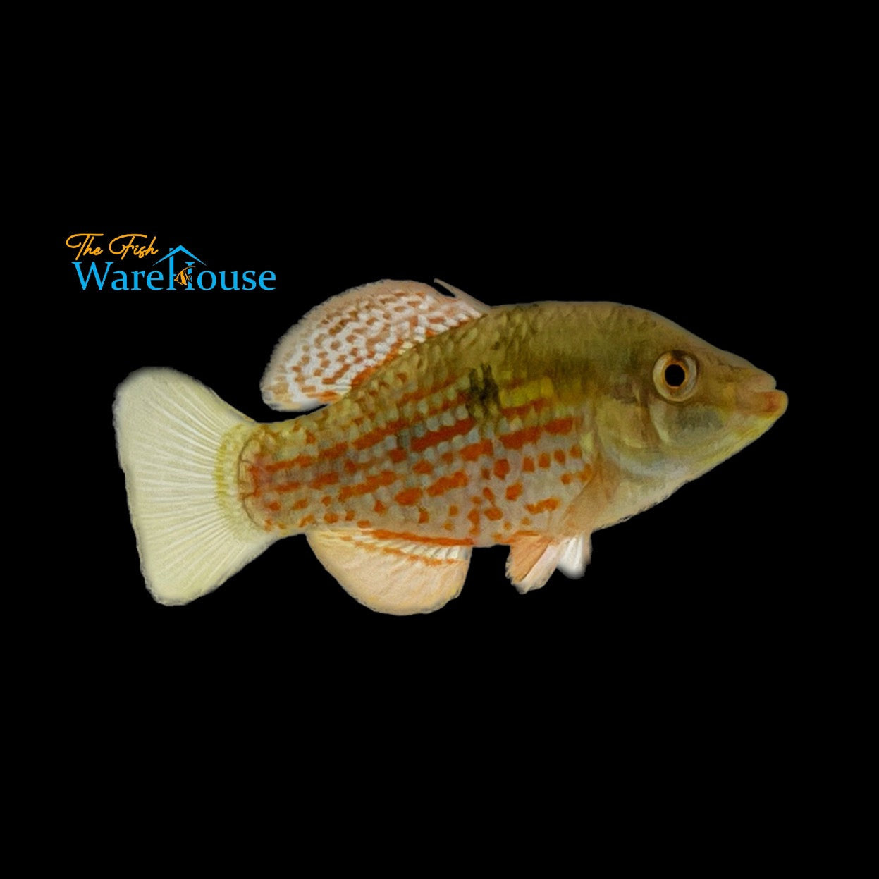American Flagfish (Jordanella floridae)