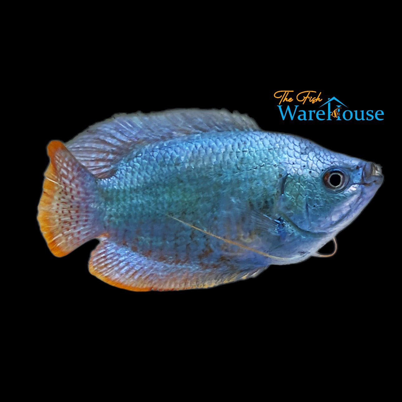 Powder Blue Dwarf Gourami (Trichogaster lalius)