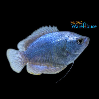 Powder Blue Dwarf Gourami (Trichogaster lalius)