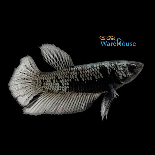 Black Dragon Plakat Betta - Male (Betta splendens)