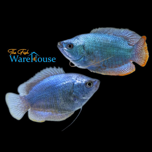 Powder Blue Dwarf Gourami (Trichogaster lalius)