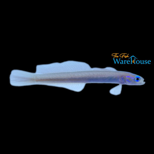 Redspot Dartfish (Ptereleotris rubristigma)