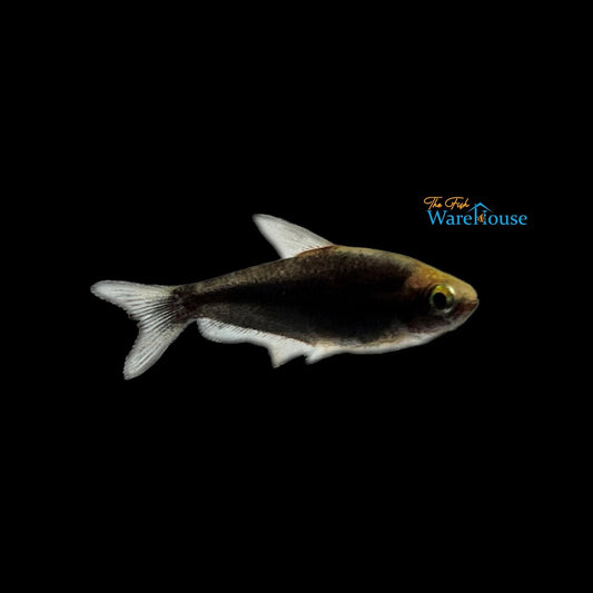 Black Emperor Tetra (Nematobrycon palmeri black)