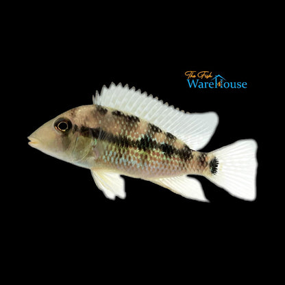 Gold Dust Geophagus (Geophagus sp. Alto Sinu)