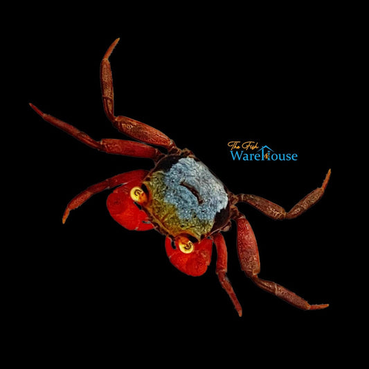 Rainbow Vampire Crab (Geosesarma rouxi)