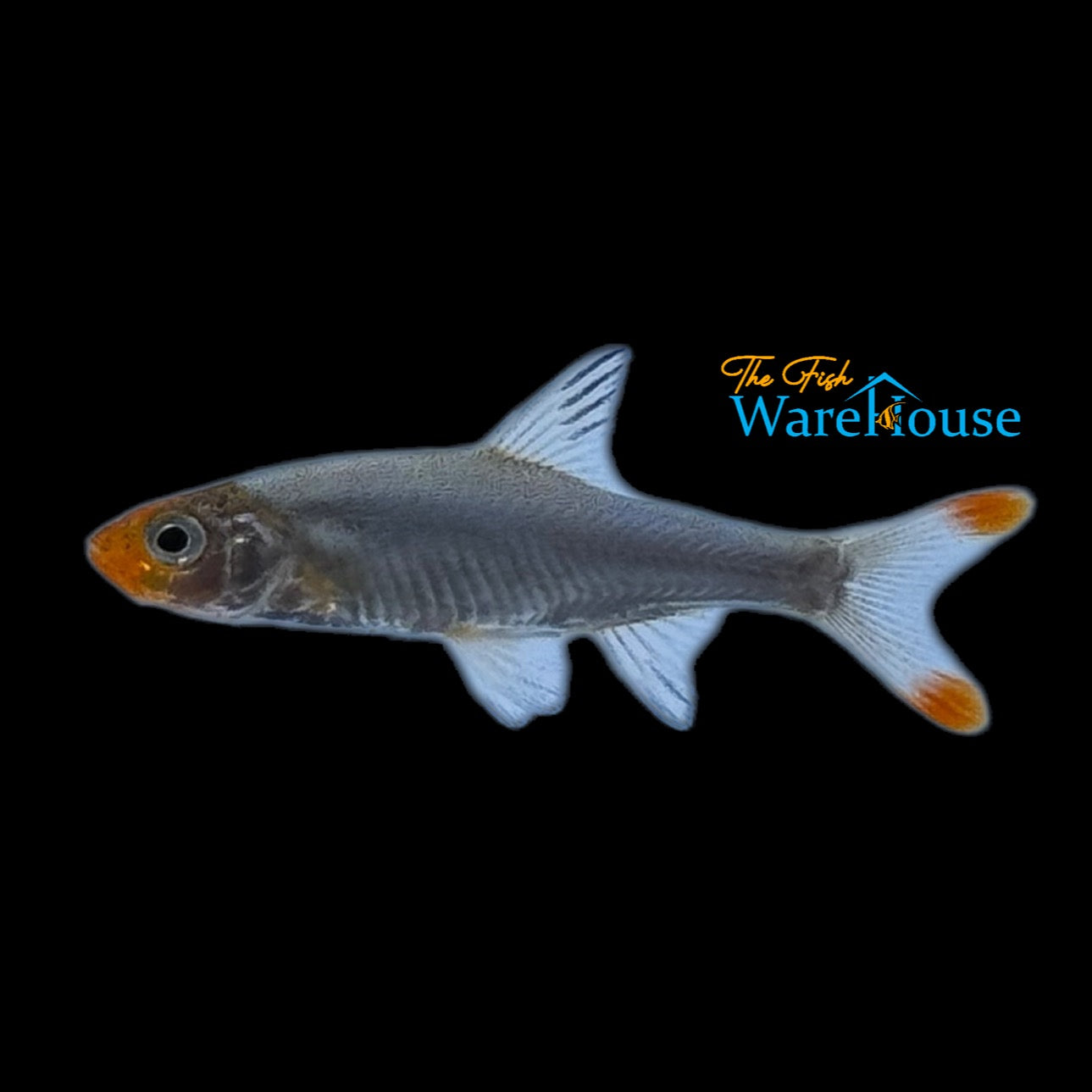 Asian Rummynose Rasbora (Sawbwa resplendens)