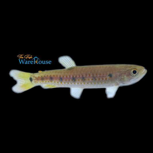 Wolf Tetra (Lebiasina multimaculata)